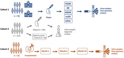 Urinary CD8+HLA-DR+ T Cell Abundance Non-invasively Predicts Kidney Transplant Rejection